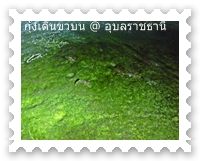 กุ้งเริ่มตั้งแถวแล้ว