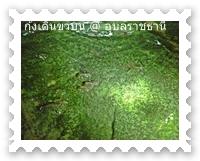 กุ้งจะหายไปตอนฉายไฟ