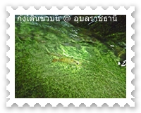กุ้งตัวใหญ่แล้ว