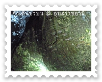 ช่วงกุ้งเดินขบวนห้ามใครมาจับนะ